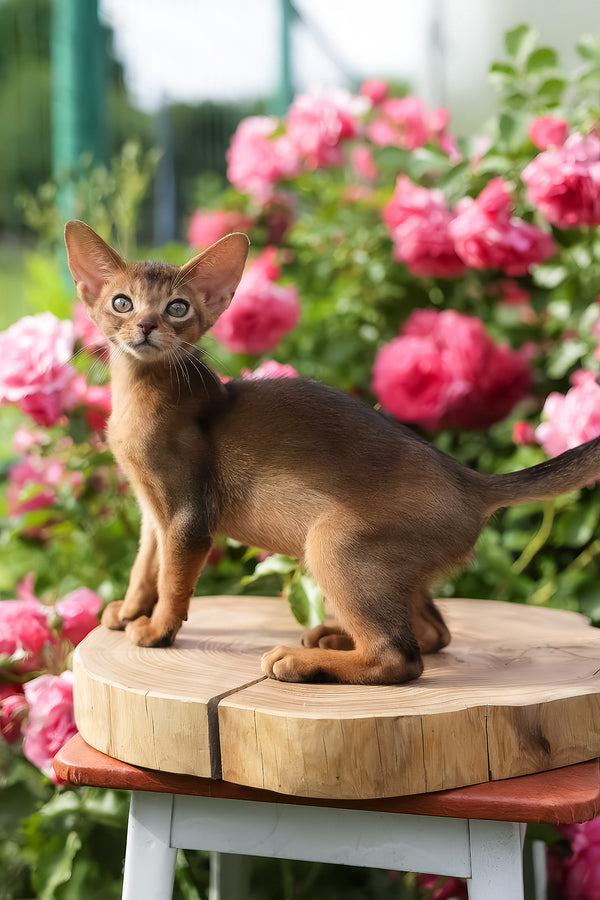 Neo | Abyssinian Kitten