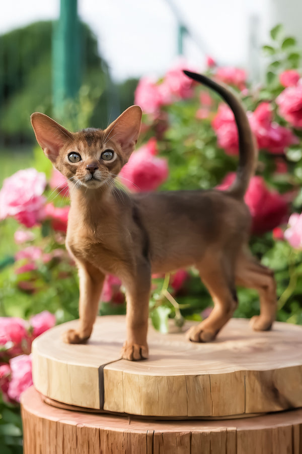 Neo | Abyssinian Kitten