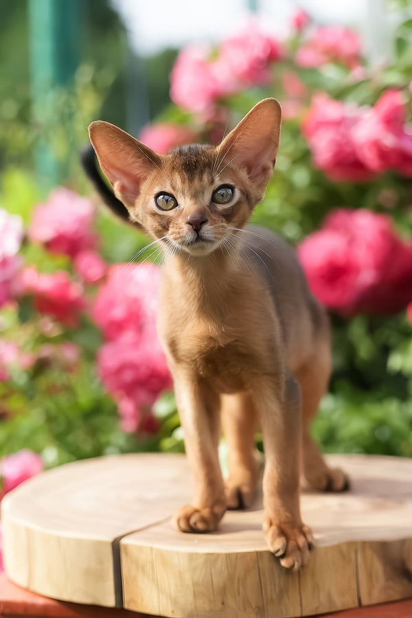 Neo | Abyssinian Kitten