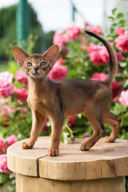 Neo | Abyssinian Kitten