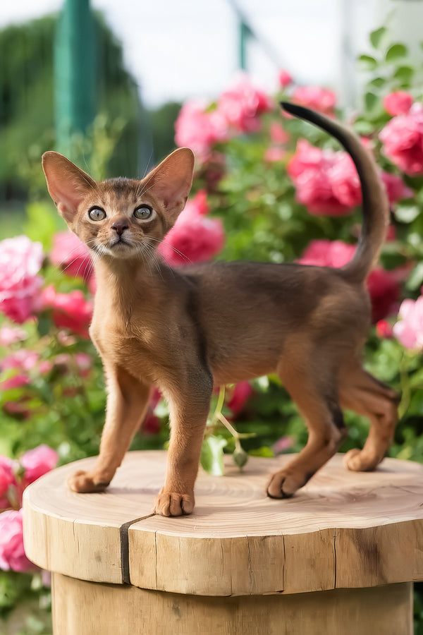 Neo | Abyssinian Kitten
