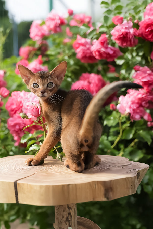Neo | Abyssinian Kitten