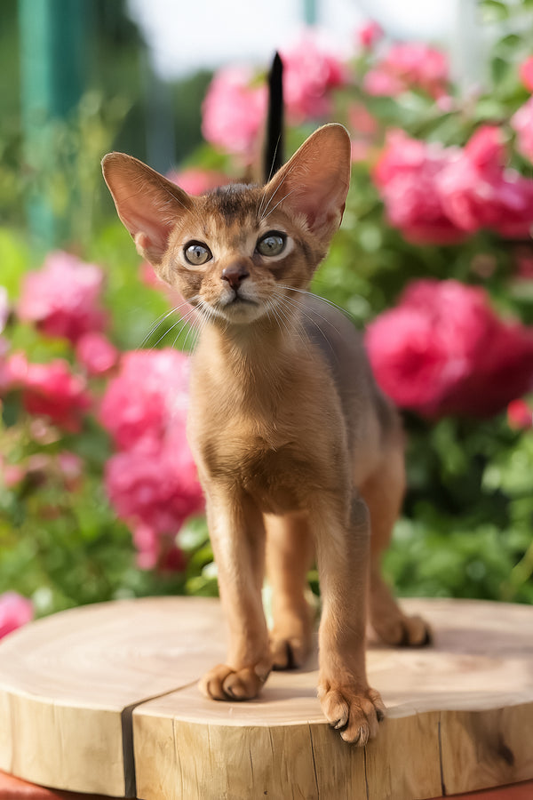 Neo | Abyssinian Kitten
