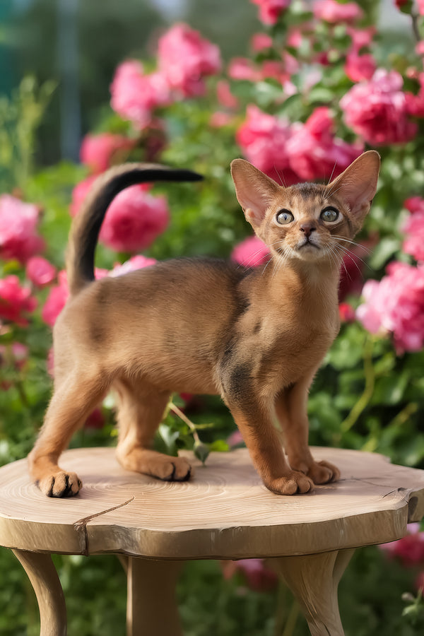 Neo | Abyssinian Kitten
