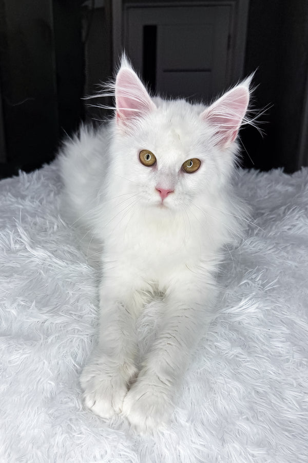 Neony | Maine Coon Kitten