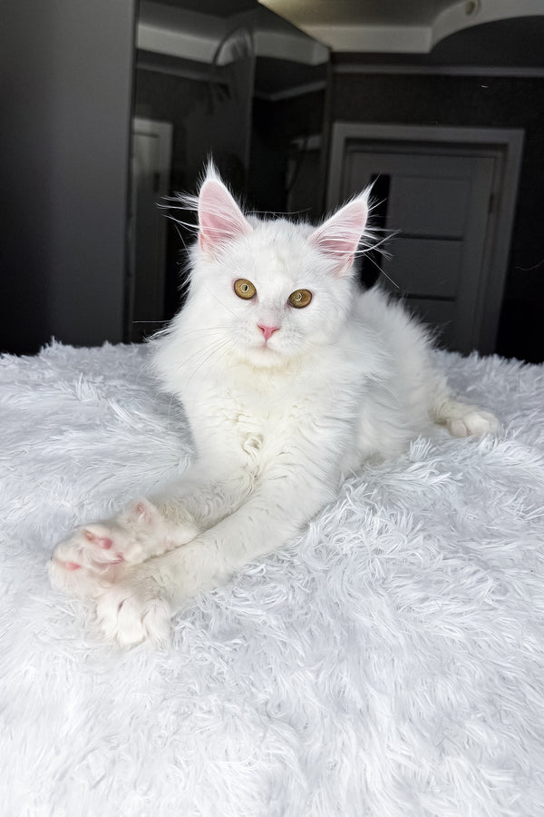 Neony | Maine Coon Kitten