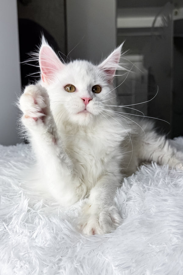 Neony | Maine Coon Kitten