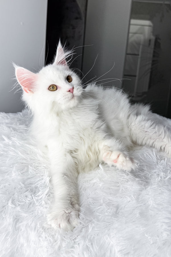 Neony | Maine Coon Kitten