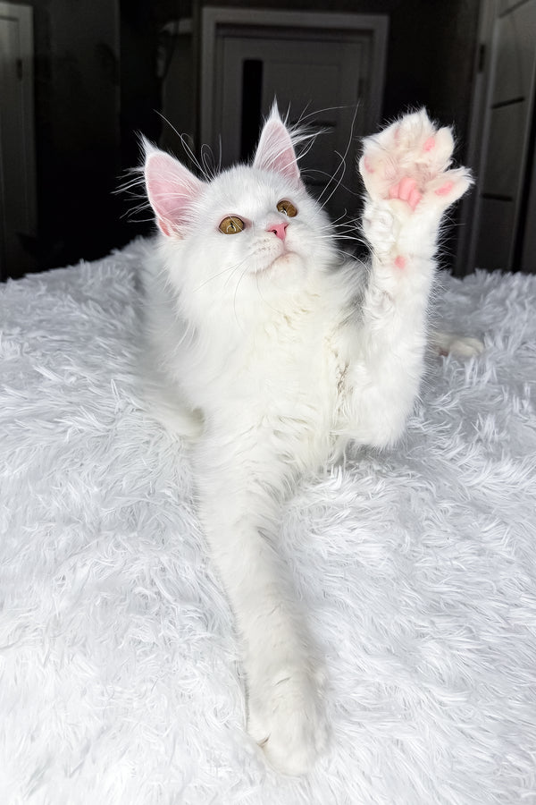 Neony | Maine Coon Kitten