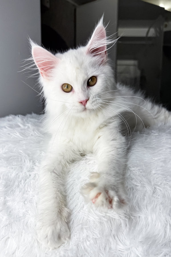 Neony | Maine Coon Kitten