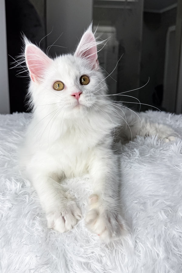 Neony | Maine Coon Kitten