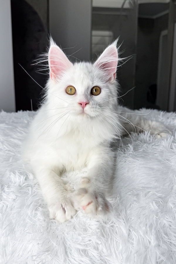 Neony | Maine Coon Kitten