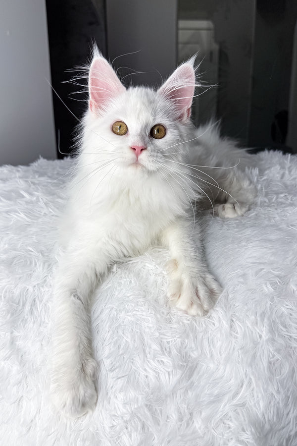 Neony | Maine Coon Kitten