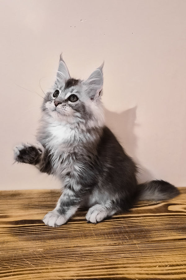 Norton | Maine Coon Kitten