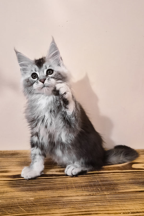 Norton | Maine Coon Kitten