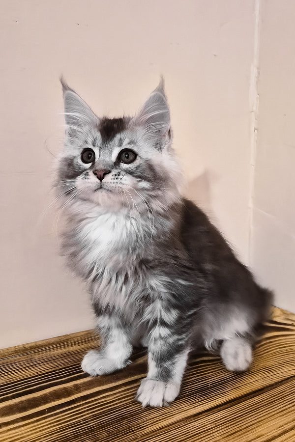 Norton | Maine Coon Kitten
