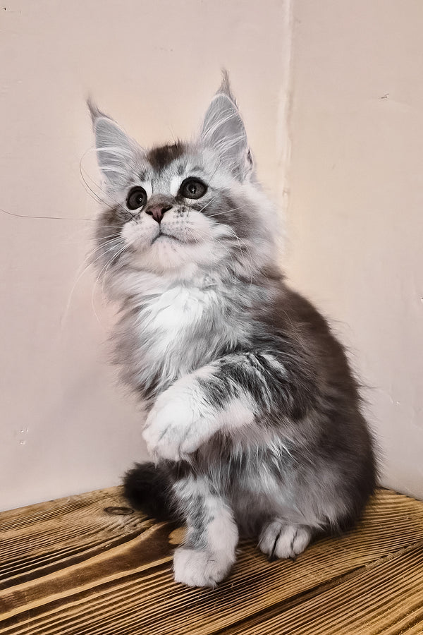 Norton | Maine Coon Kitten