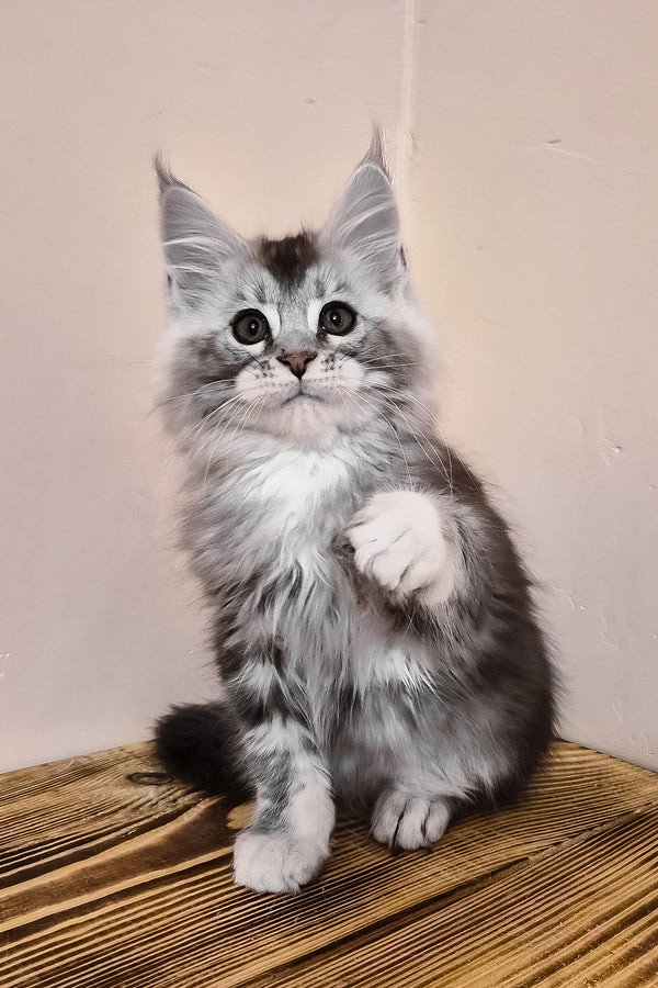 Norton | Maine Coon Kitten
