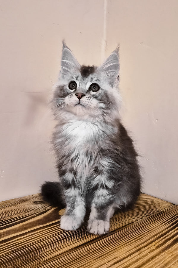 Norton | Maine Coon Kitten