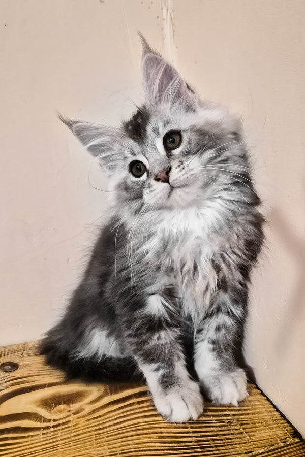 Norton | Maine Coon Kitten