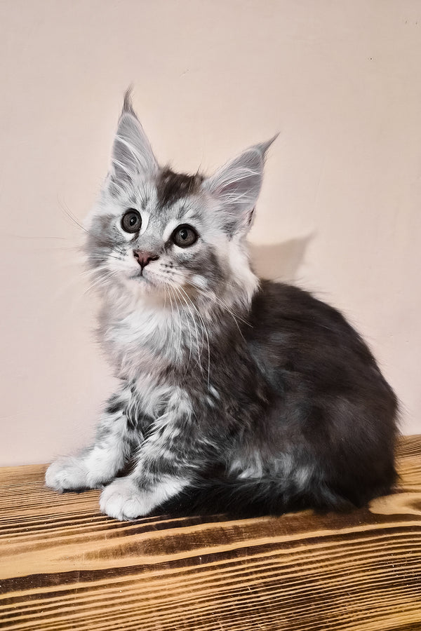 Norton | Maine Coon Kitten