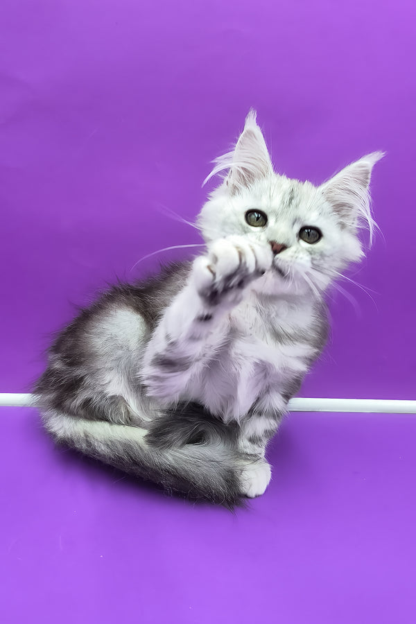 Ody | Maine Coon Kitten