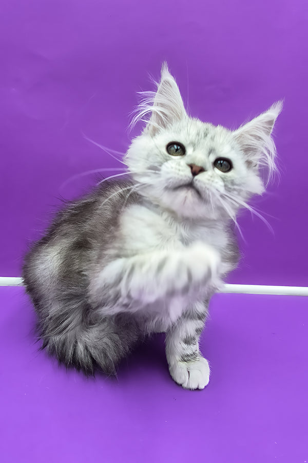 Ody | Maine Coon Kitten