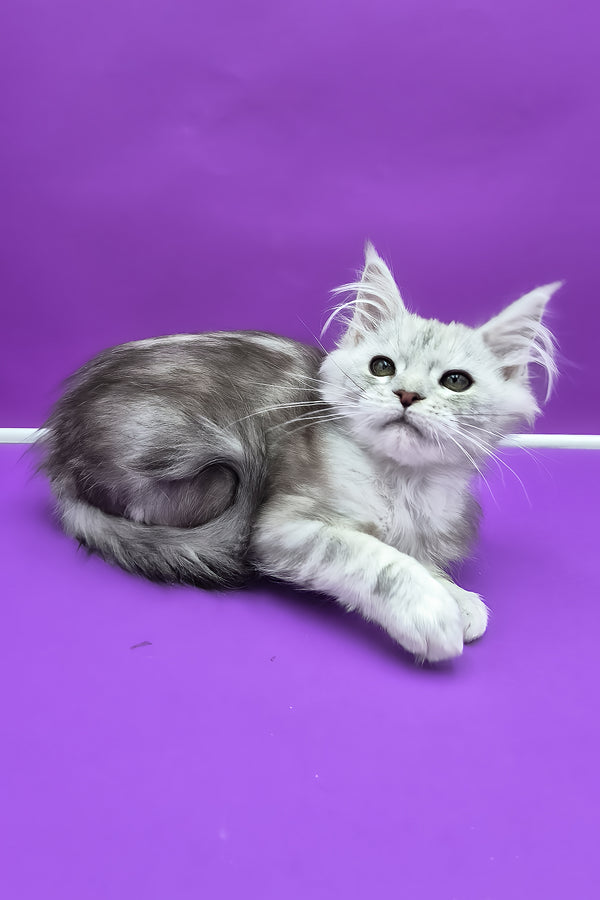 Ody | Maine Coon Kitten