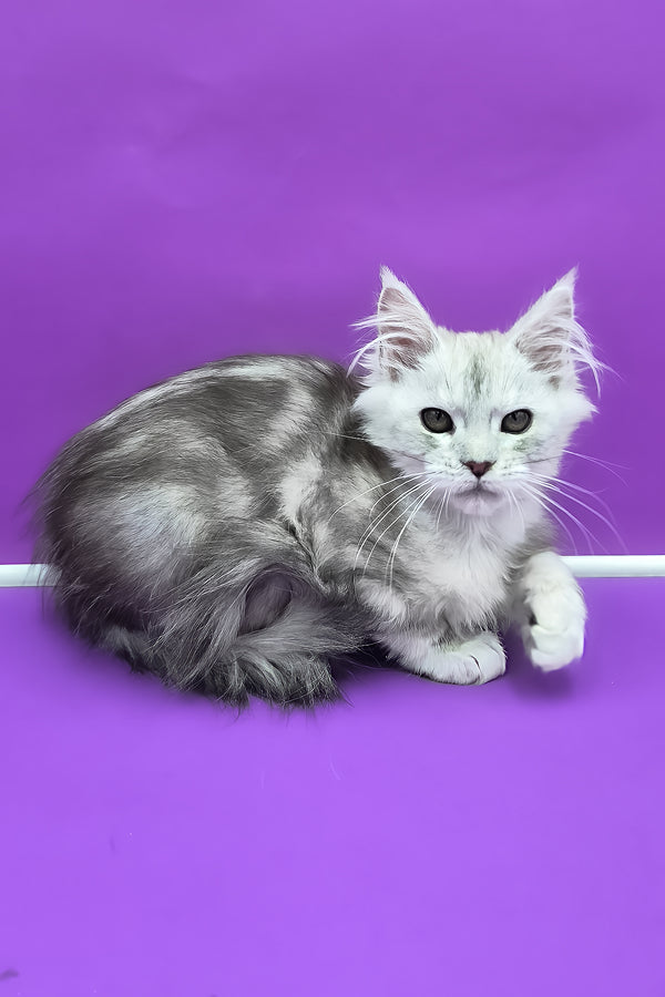 Ody | Maine Coon Kitten