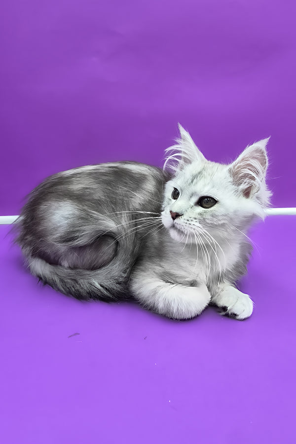Ody | Maine Coon Kitten