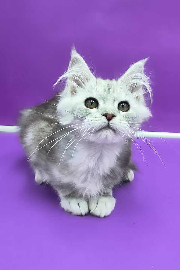Ody | Maine Coon Kitten