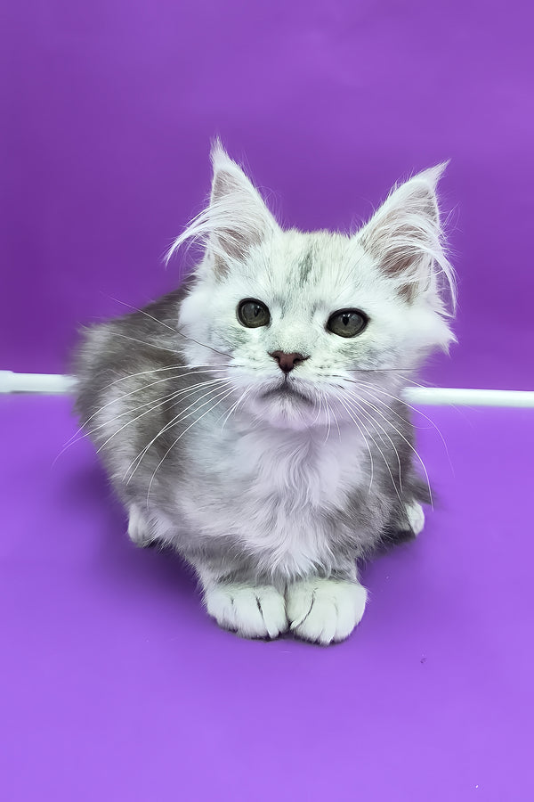 Ody | Maine Coon Kitten
