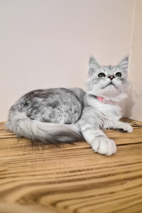 Ody | Maine Coon Kitten