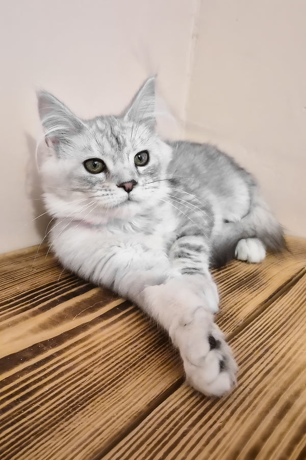 Ody | Maine Coon Kitten