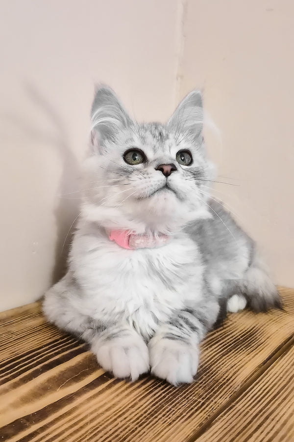 Ody | Maine Coon Kitten