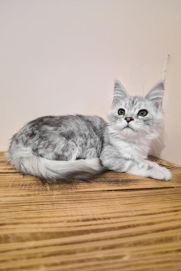Ody | Maine Coon Kitten
