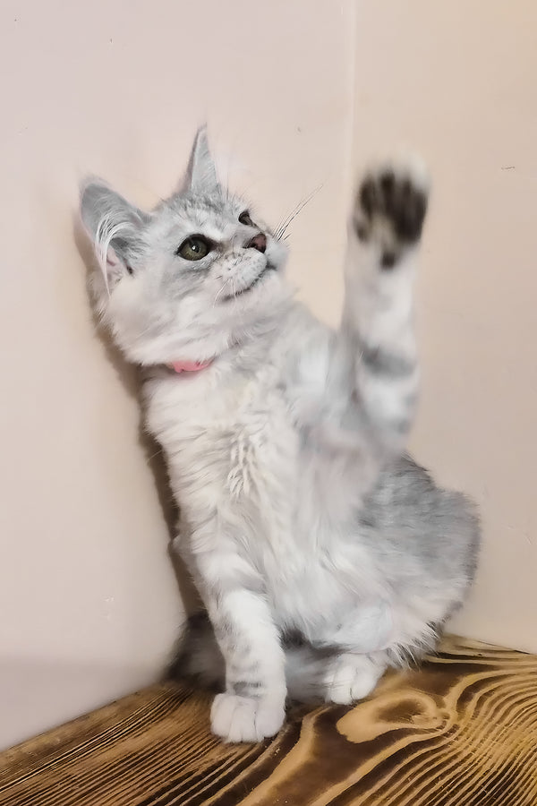 Ody | Maine Coon Kitten