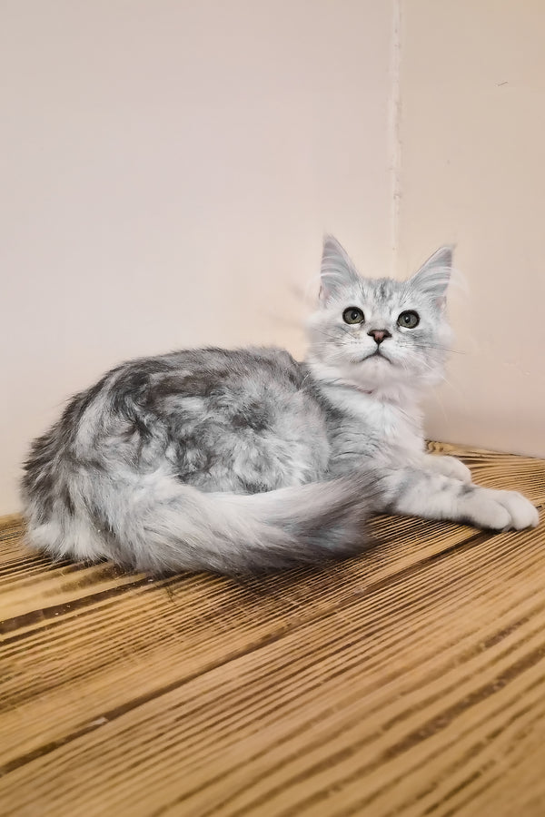 Ody | Maine Coon Kitten