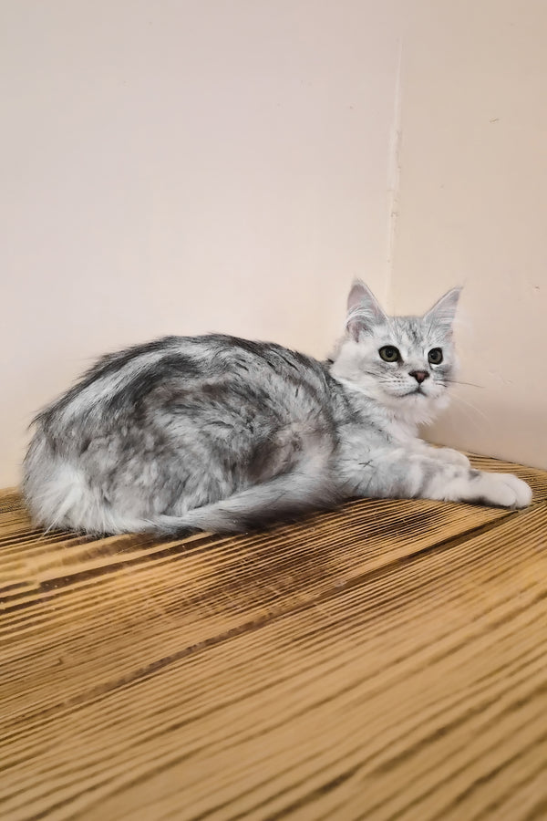 Ody | Maine Coon Kitten