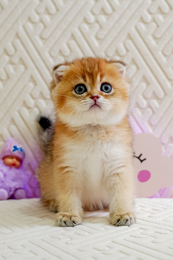 Oscar | Scottish Fold Kitten