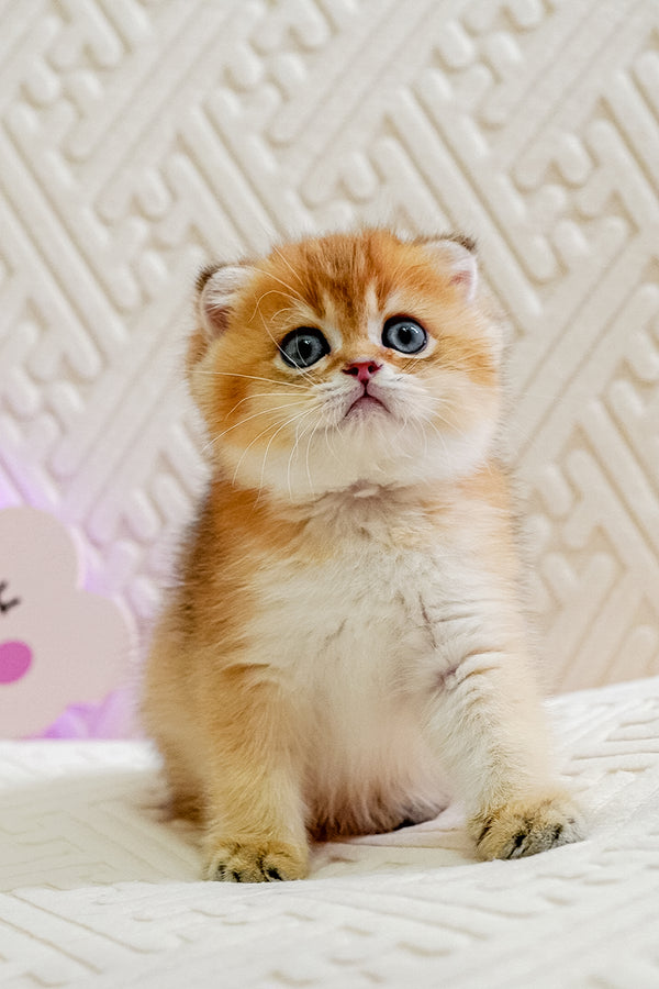 Oscar | Scottish Fold Kitten