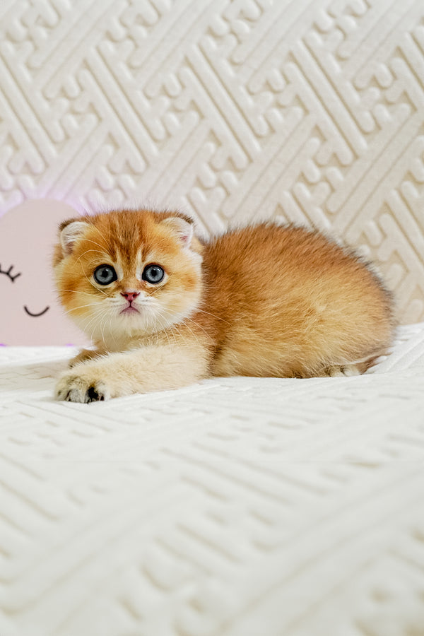 Oscar | Scottish Fold Kitten