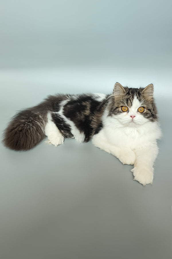 Patrick | Scottish Straight Kitten