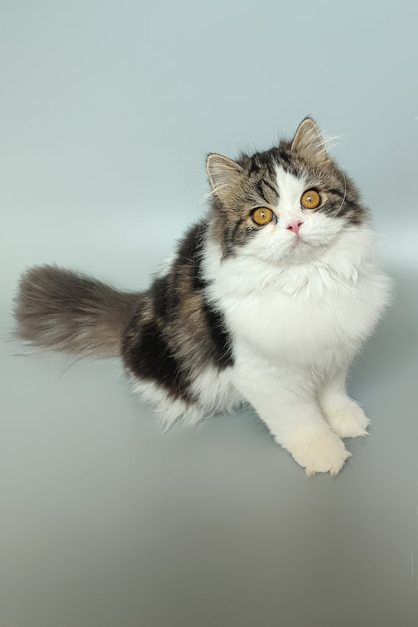 Patrick | Scottish Straight Kitten