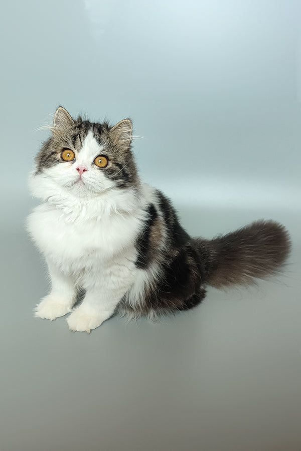 Patrick | Scottish Straight Kitten