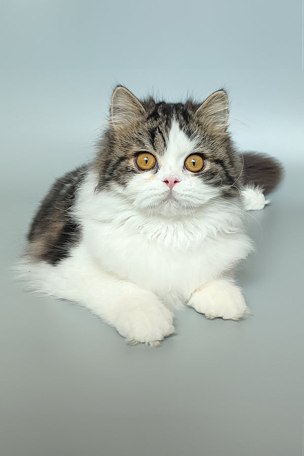 Patrick | Scottish Straight Kitten