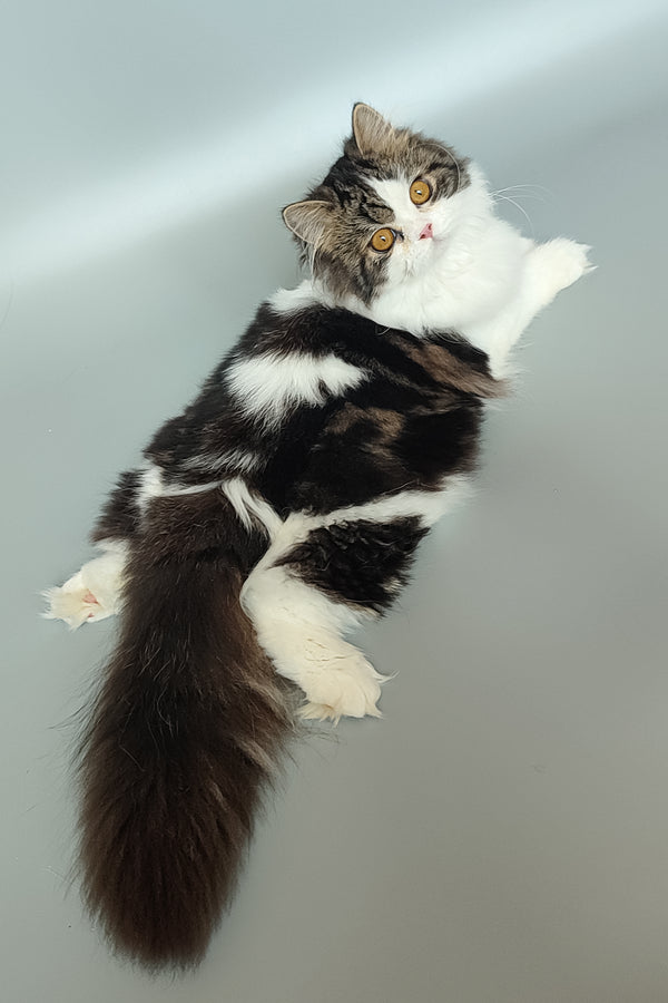 Patrick | Scottish Straight Kitten