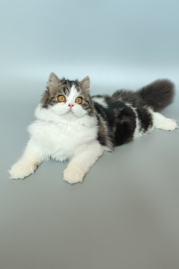 Patrick | Scottish Straight Kitten