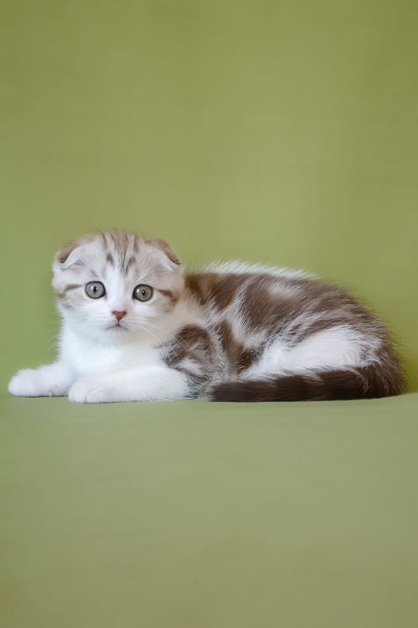 Paulina | Scottish Fold Kitten