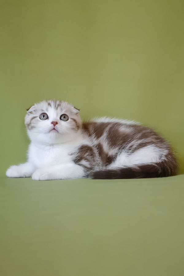 Paulina | Scottish Fold Kitten